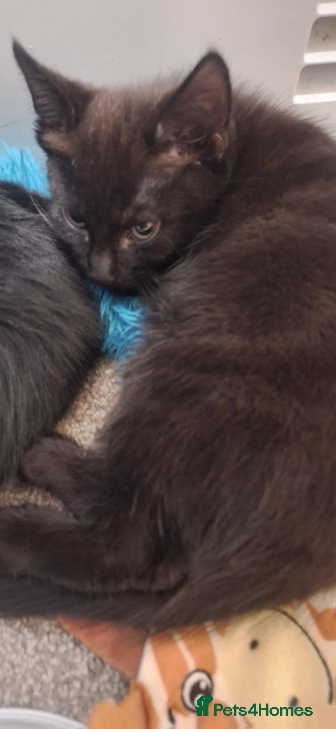 Bombay cats for sale: 3 black girl kitten - Image 3