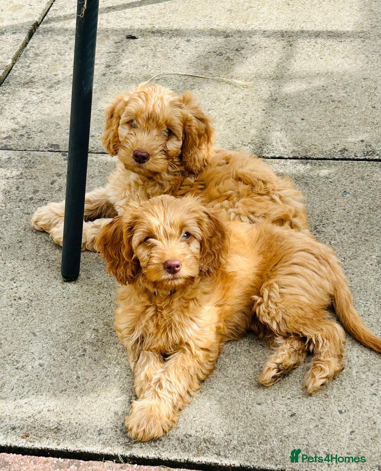 Cockapoo dogs Cockapoo Puppies  - Advert 7