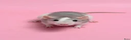 Rat rodents for sale: Fancy rats, fancy mice and harvest mice - Advert 5