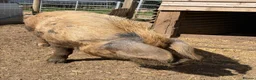 Pig livestock for sale: Oxford sandy and black Sow. - Advert 4