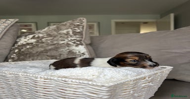 Miniature Dachshund dogs - Advert 6