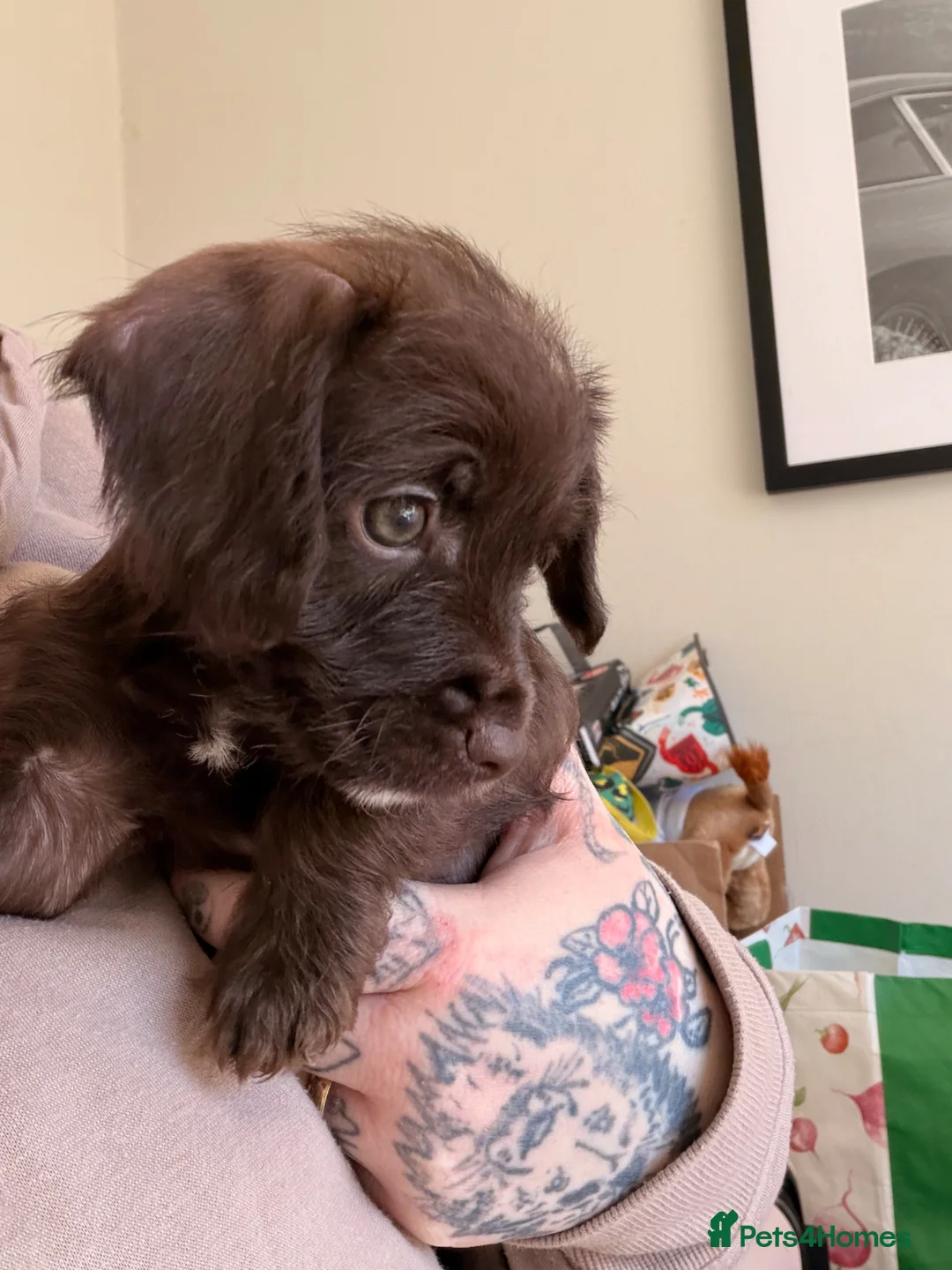 Mixed Breed dogs for sale: Adorable Chocolate Chatterdale F Pup - Advert 5