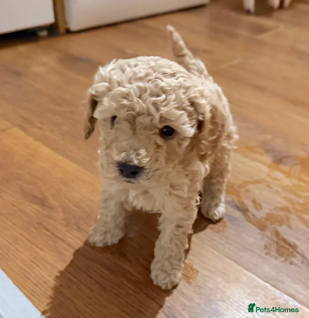 Maltipoo dogs for sale: Ready this week 🧸 - Advert 30