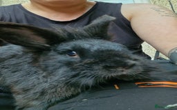 Lionhead rabbits for sale: Lion head rabbit - Image 1
