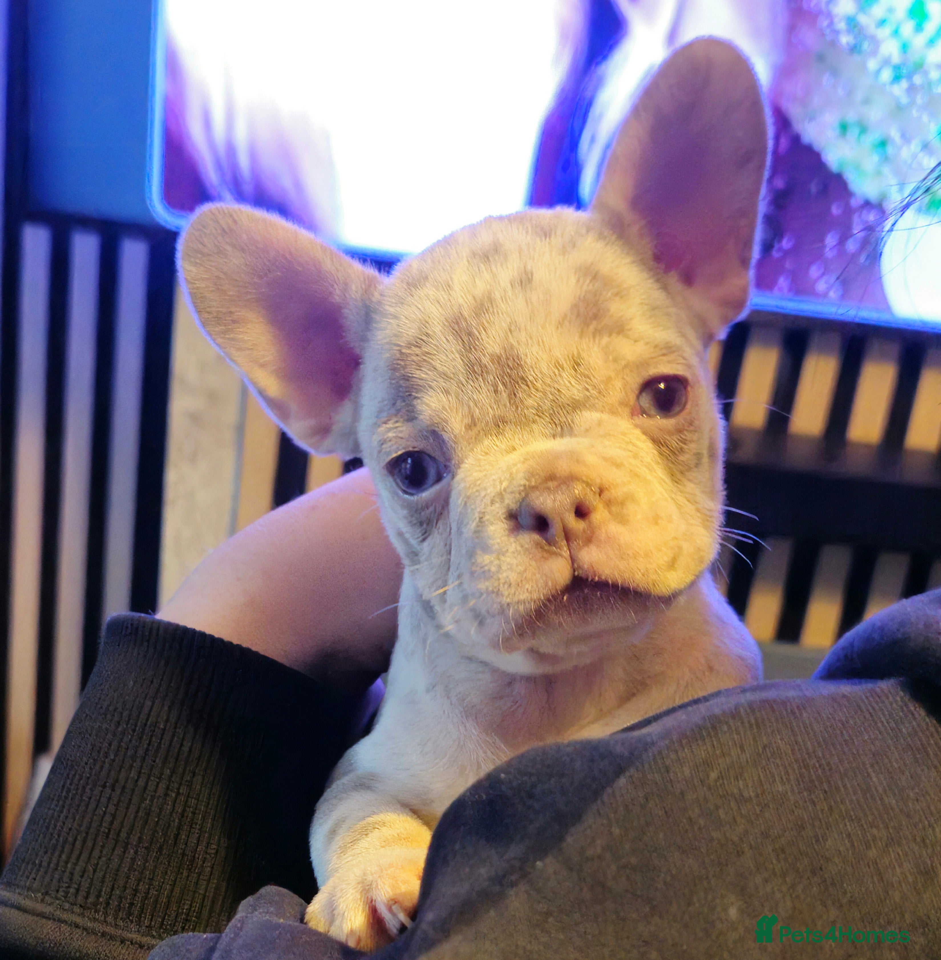 French Bulldog dogs Last female merle french bulldog - Advert 2
