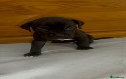Cane Corso dogs for sale: Cane Corso Puppies for Sale - Image 34