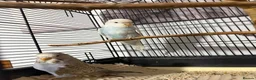 Budgerigars birds for sale:   budgies only 2 females left  - Advert 1