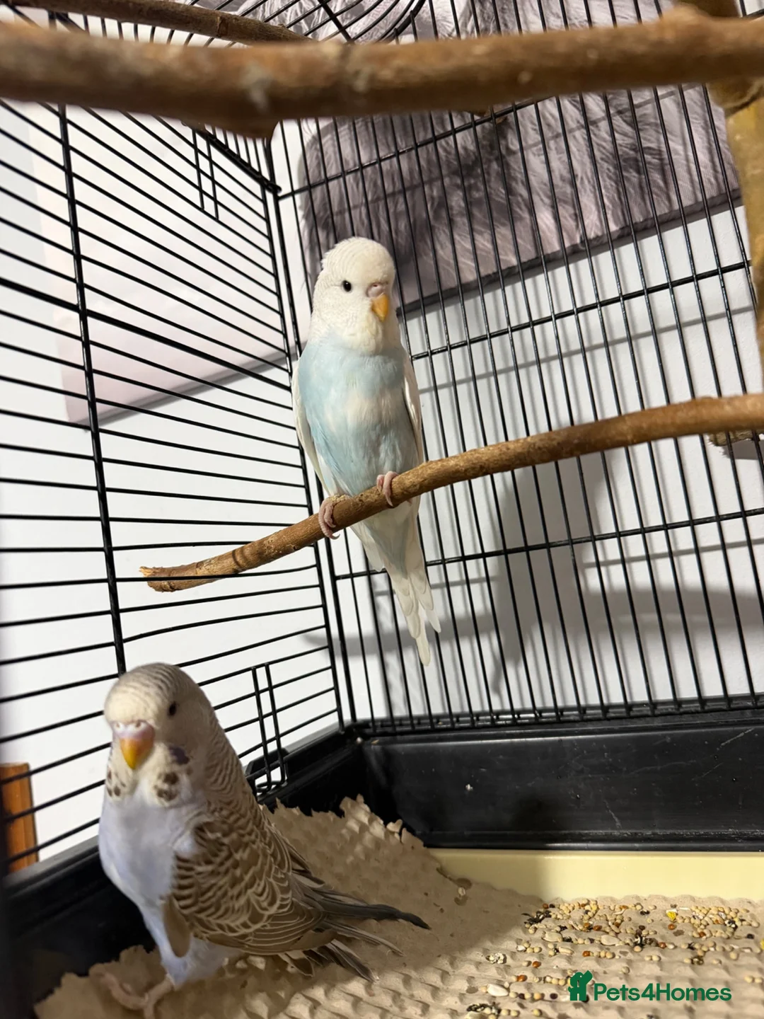 Budgerigars birds for sale:   budgies only 2 females left  - Advert 1