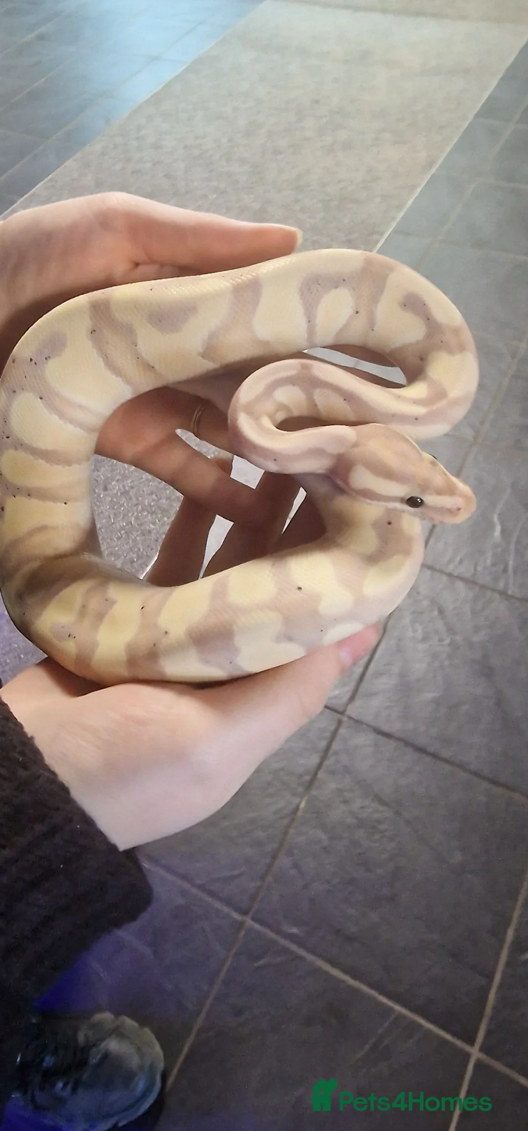Python Snake reptiles for sale: Male Ball python  - Advert 1