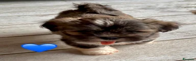 Lhasa Apso 2