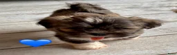 Lhasa Apso dogs for sale: Four Beautiful Lhasa Apso Pups RKC reg GPRA4 Clear - Advert 17