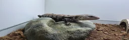 Skink reptiles for sale: Blue Tongue Skink - Advert 2