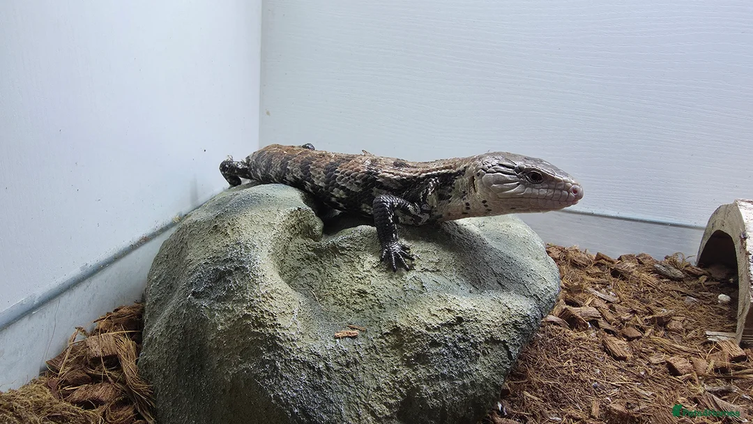 Skink reptiles for sale: Blue Tongue Skink - Advert 2