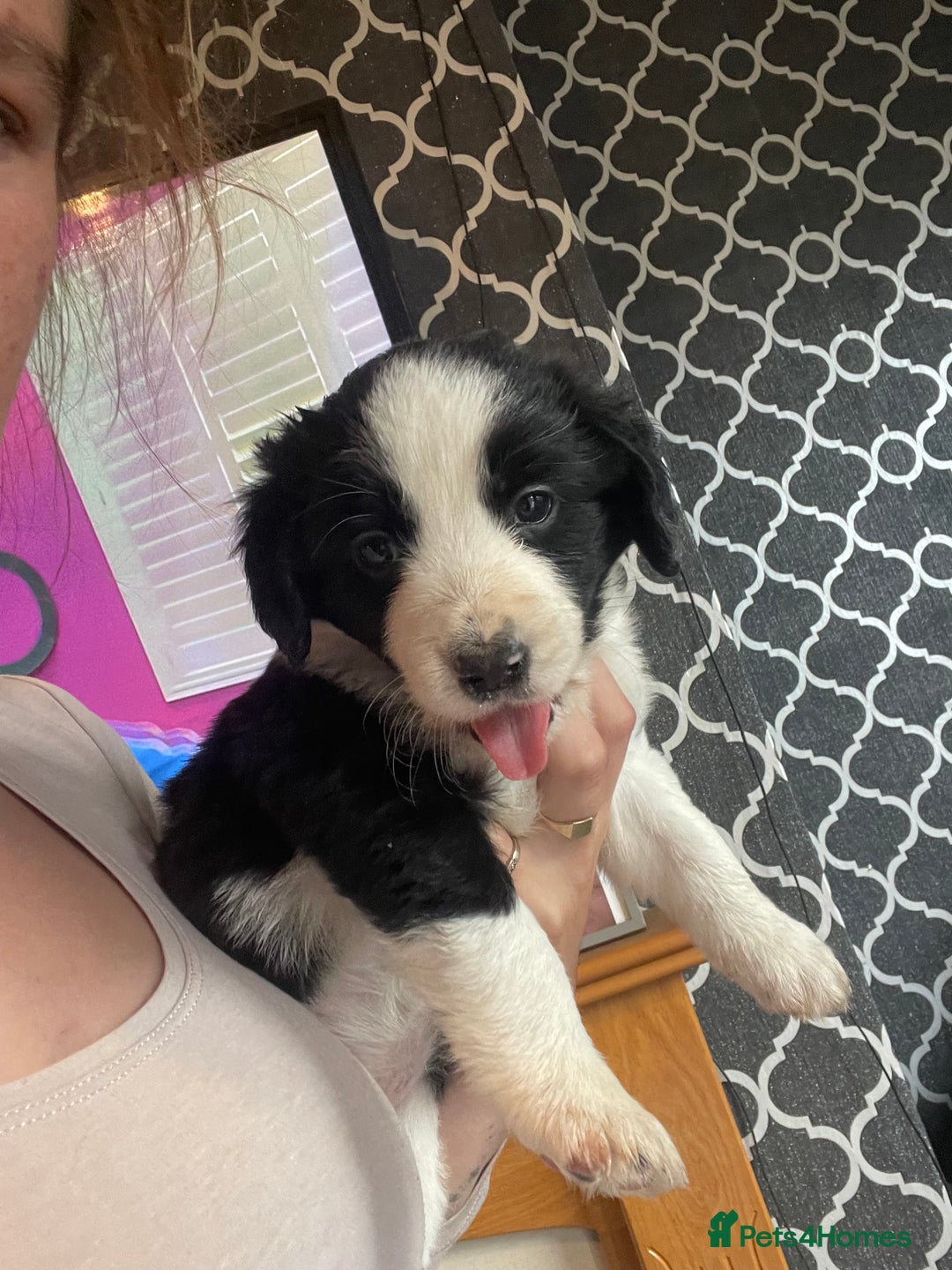 Mixed Breed dogs for sale: For sale sprollies  - Image 4