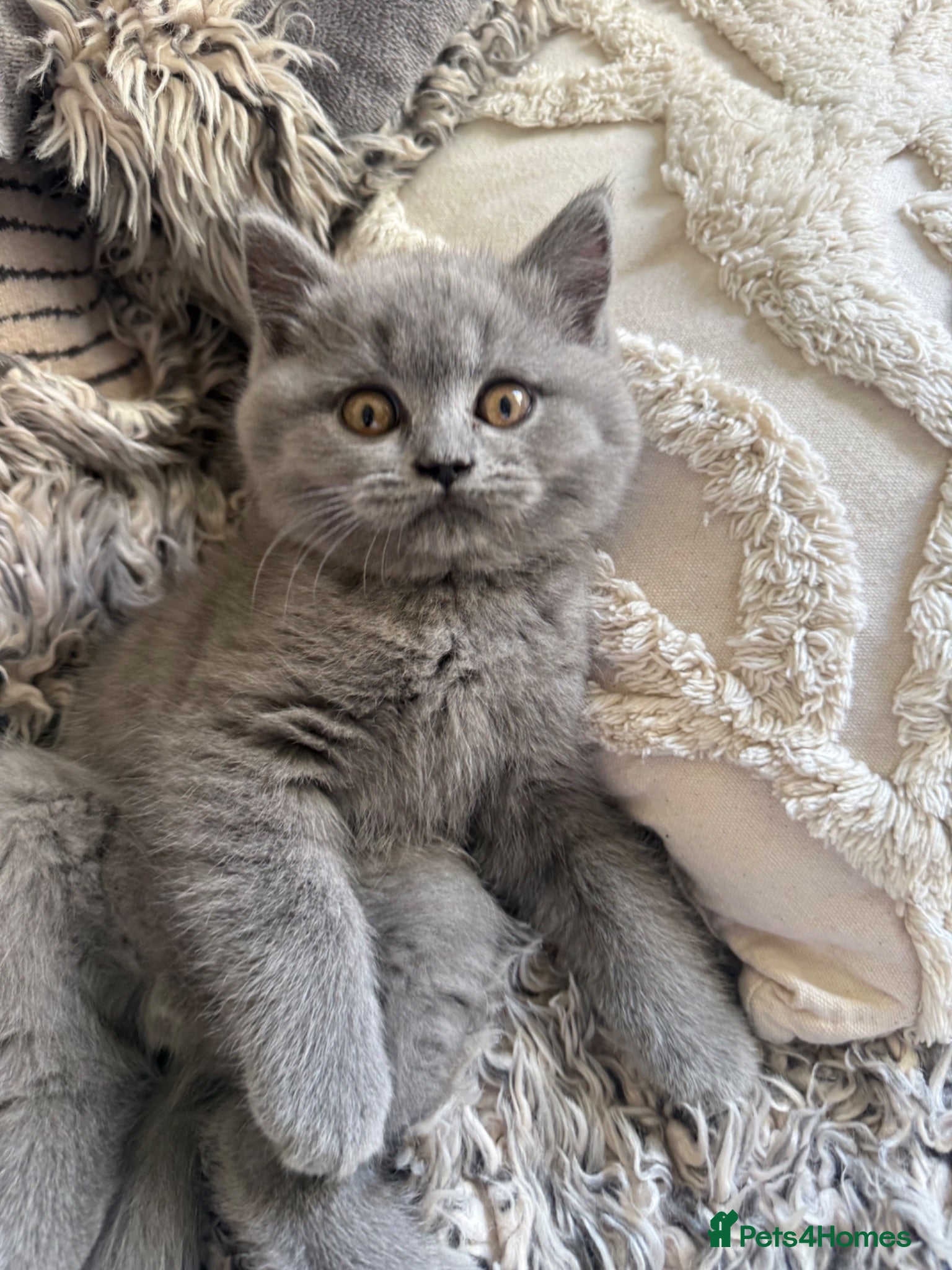British Shorthair cats BSH Fawn & Lilac, Dark Chocolate 😻😻 - Advert 4