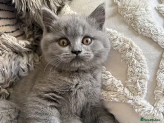 British Shorthair cats BSH Fawn & Lilac, Chocolate , Ready now 😻😻 - Advert 12