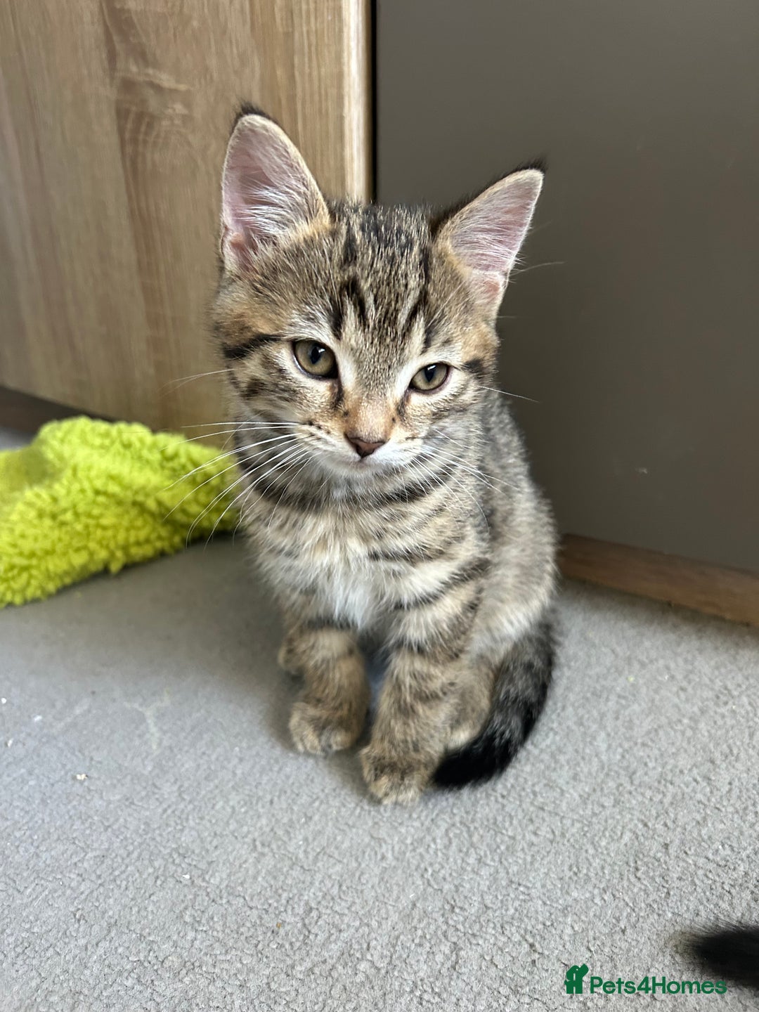 Mixed Breed cats for sale: REDUCED & READY NOW BSH x Tabby kittens  - Image 15
