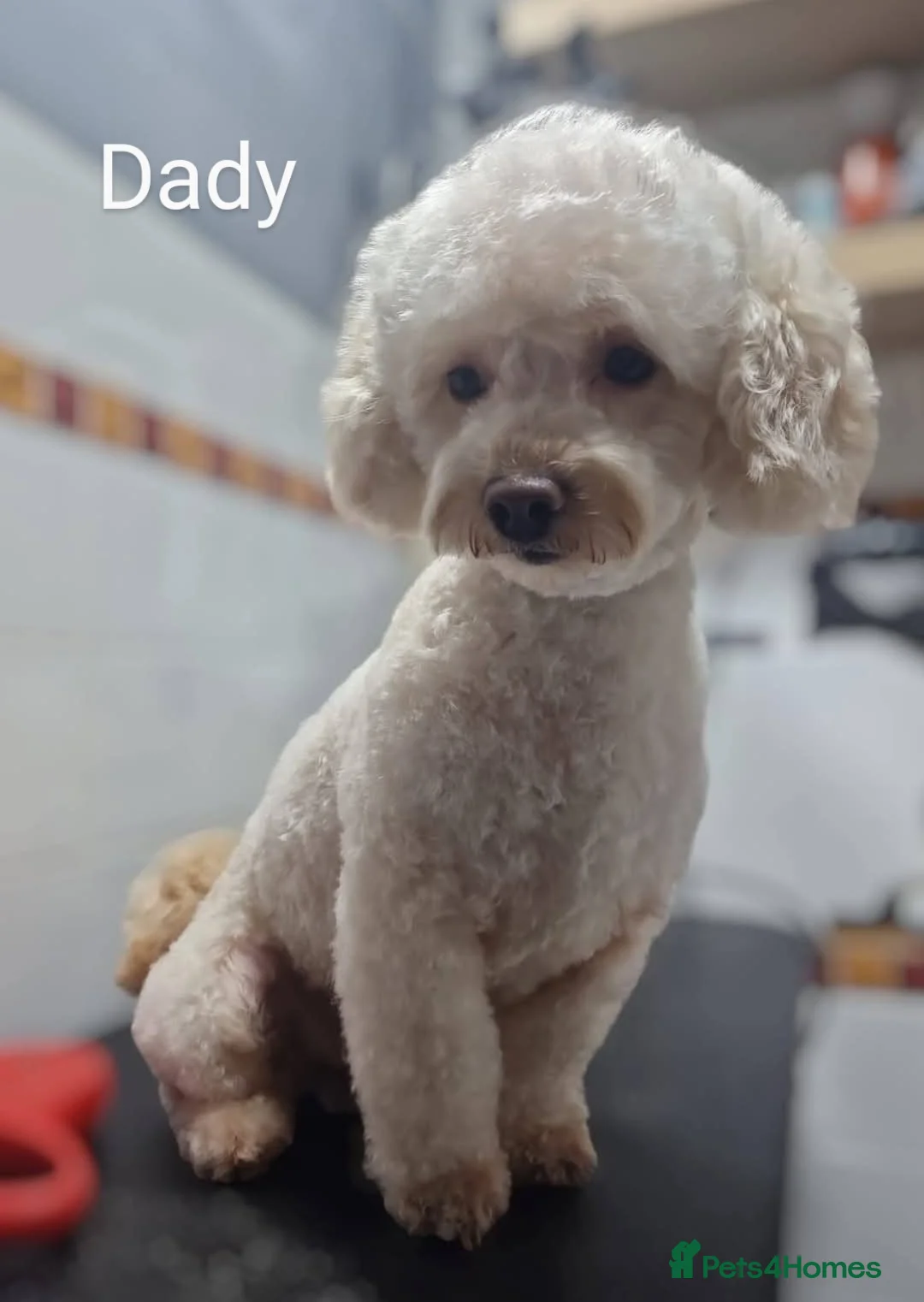 Poochon dogs for sale: Miniature poochon  - Advert 2