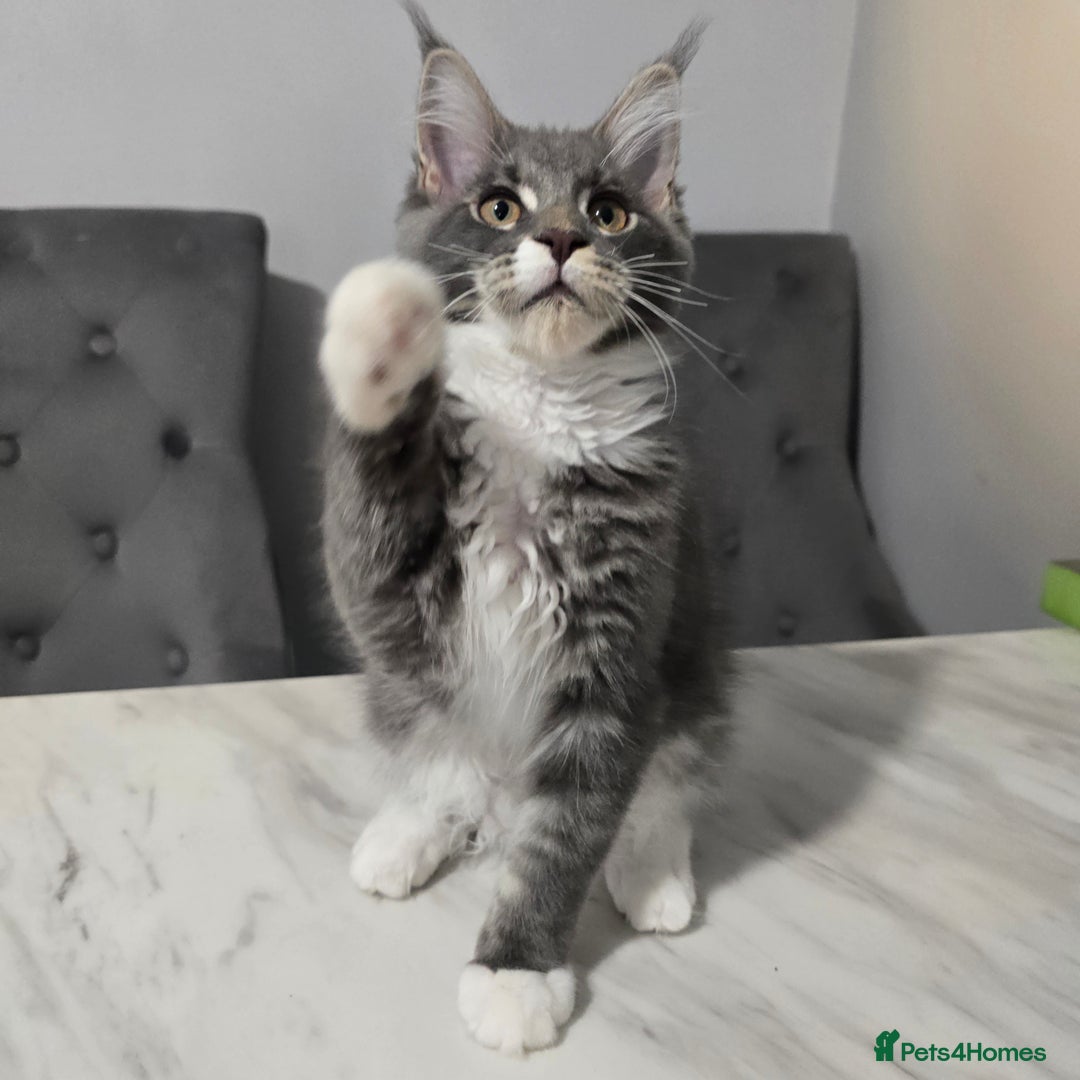 Maine Coon cats for sale: Ready now boys Mainecoon tica registered  - Image 7