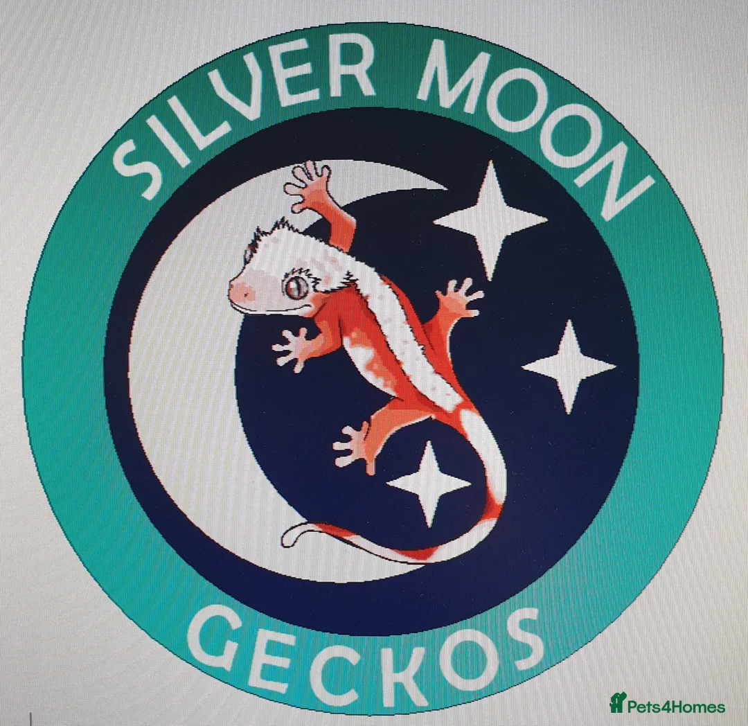 Gecko reptiles for sale: Sub adult crested geckos - Advert 30