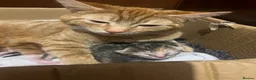 Mixed Breed cats for sale: 3 Adorable kittens available to reserve  - Advert 11