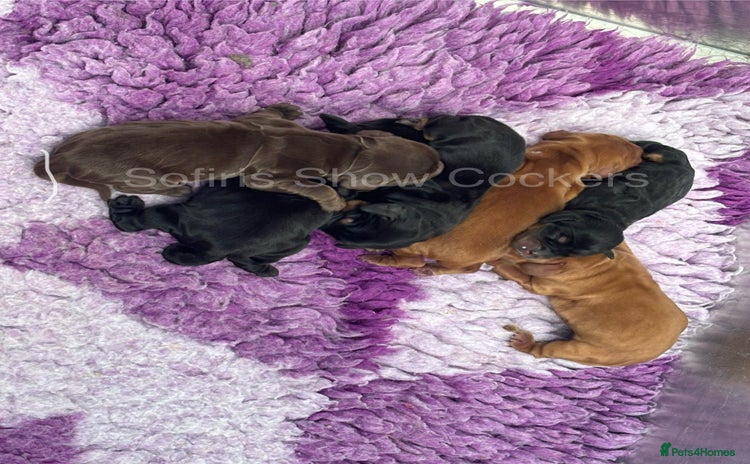 Cocker Spaniel dogs - Advert 9