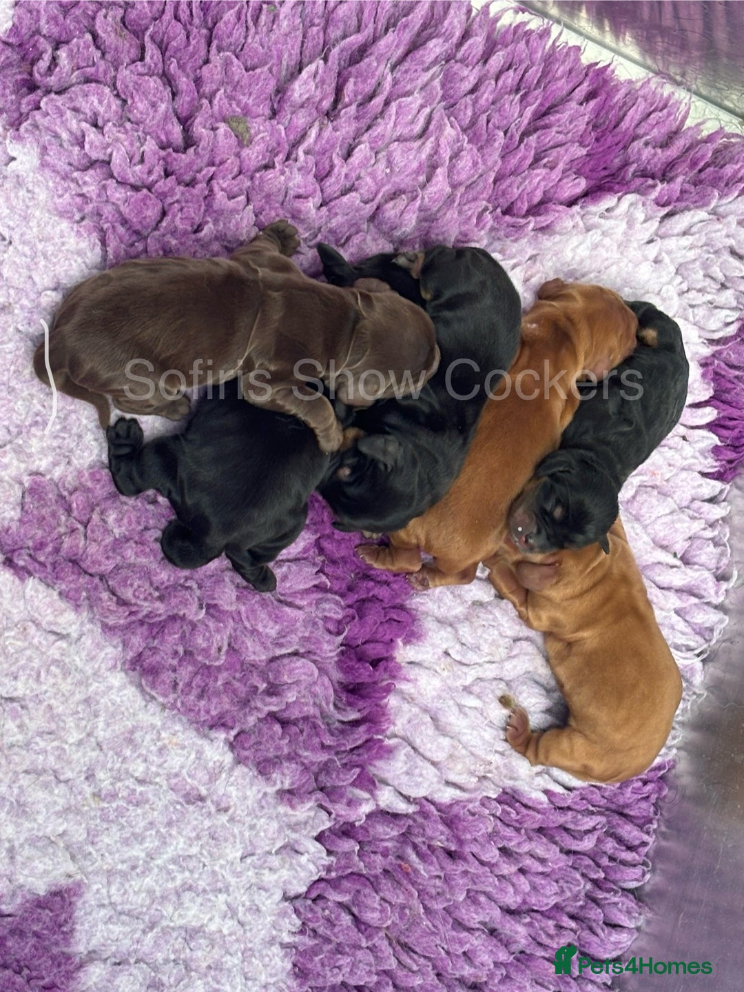 Cocker Spaniel dogs for sale: Waiting list for show litter due 27th sept - Image 1