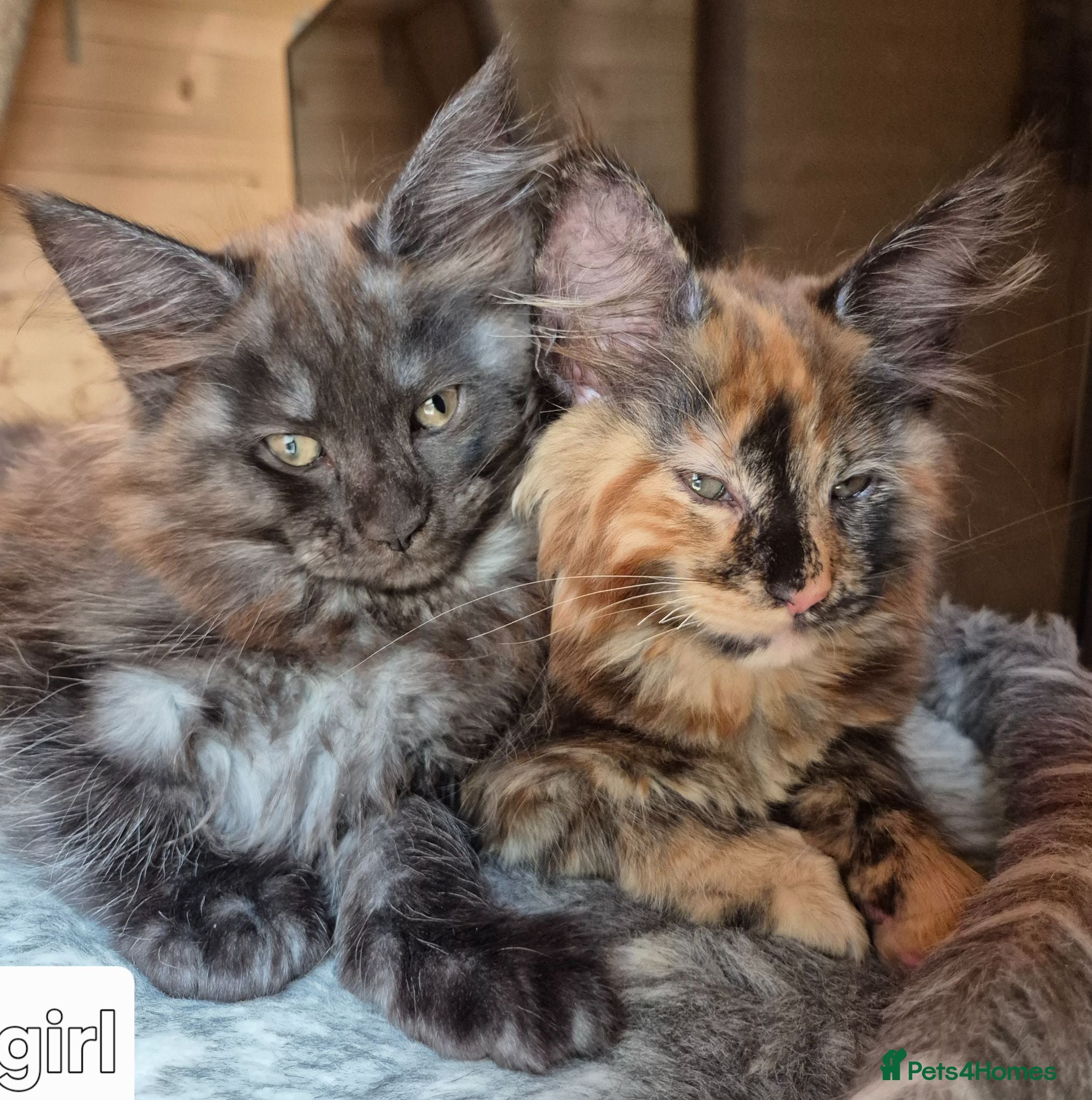 Maine Coon cats Mein con  - Advert 6