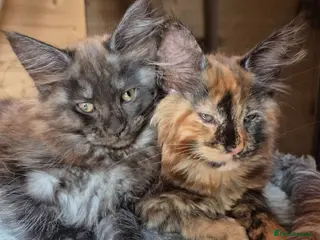 Maine Coon cats Mein con - Advert 6