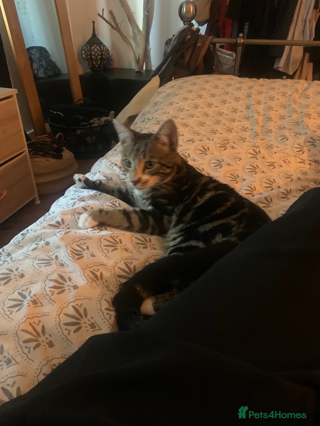 Bengal cats for sale: Gorgeous Tabby / Bengal Cat - Super Friendly  - Image 5