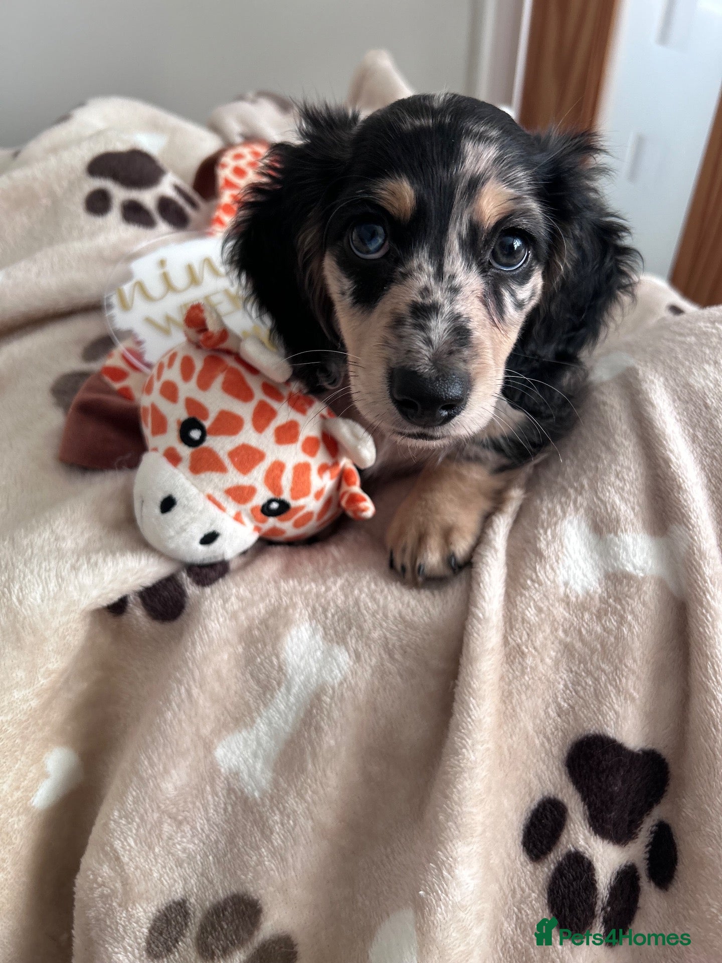 Miniature Dachshund dogs 🖤 SILVER DAPPLE & CREAM LONGHAIR BOY🖤  - Advert 18