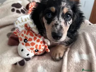 Miniature Dachshund dogs 🖤 SILVER DAPPLE & CREAM LONGHAIR BOY🖤 - Advert 1