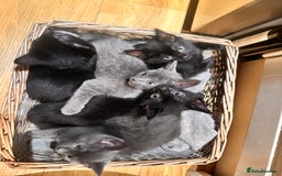 Domestic Shorthair cats for sale: Pretty little kittens - Image 4