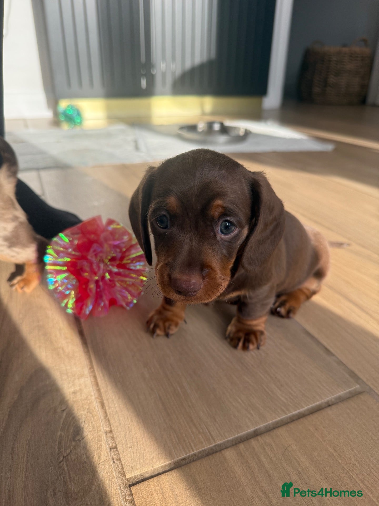 Miniature Dachshund dogs PERFECT LITTER OF MINIATURE DACHSHUNDS - Advert 1