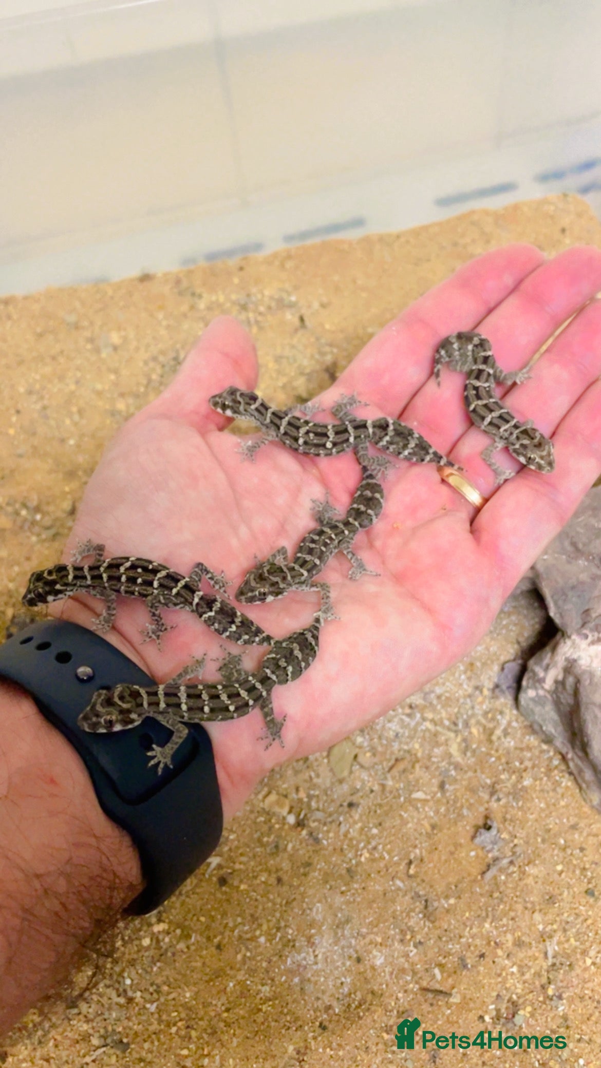 Gecko reptiles CB25 Viper Geckos for sale  - Advert 21