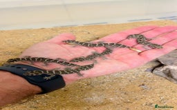 Gecko reptiles for sale: CB25 Viper Geckos for sale  - Image 1