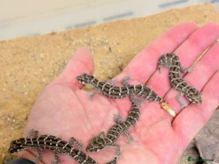 Gecko reptiles - Advert 1