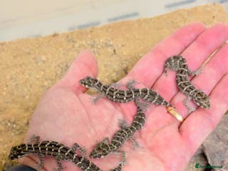 Gecko reptiles CB25 Viper Geckos for sale - Advert 15