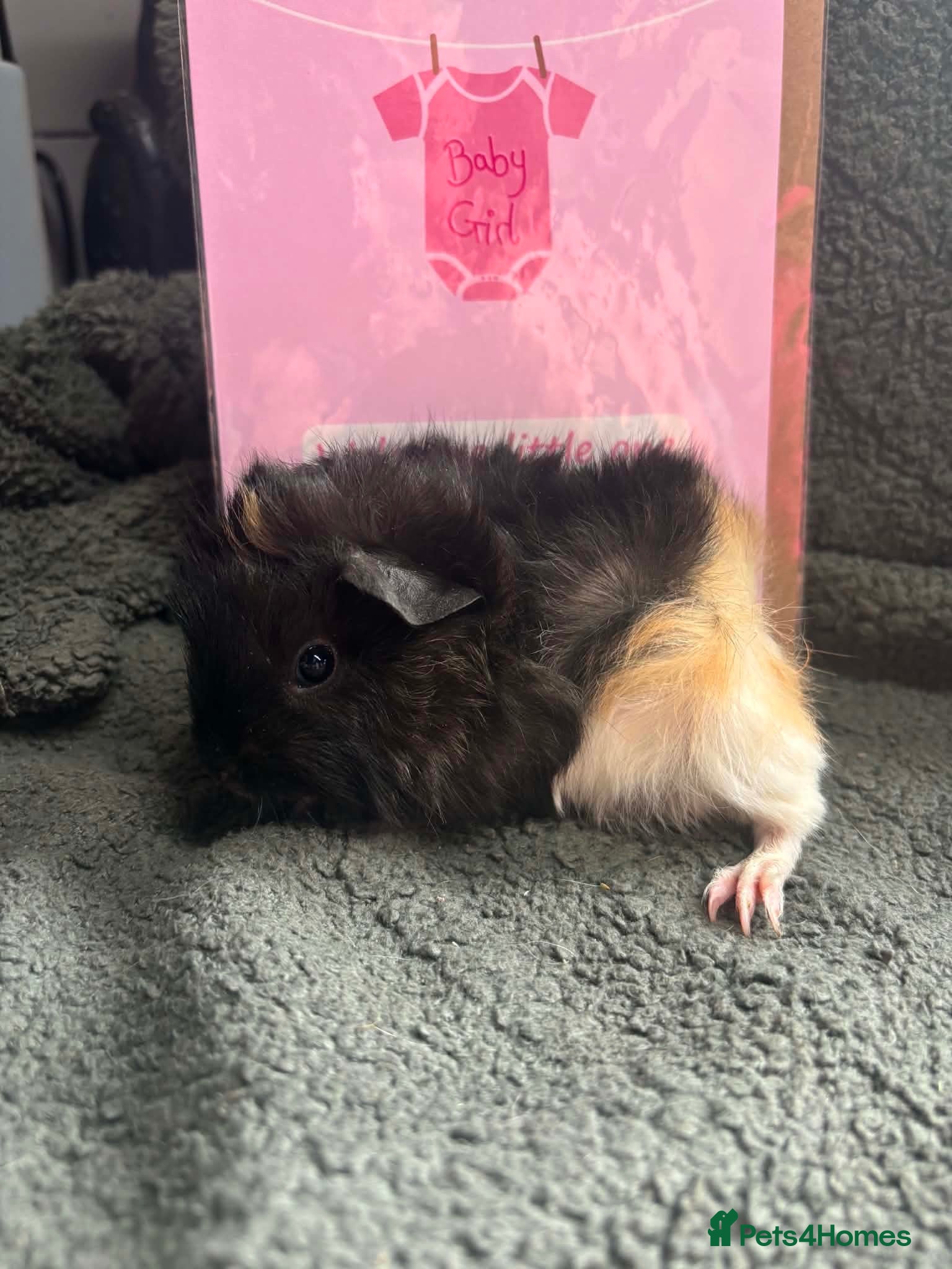 Guinea Pig rodents Beautiful girls handsomr boys - Advert 1