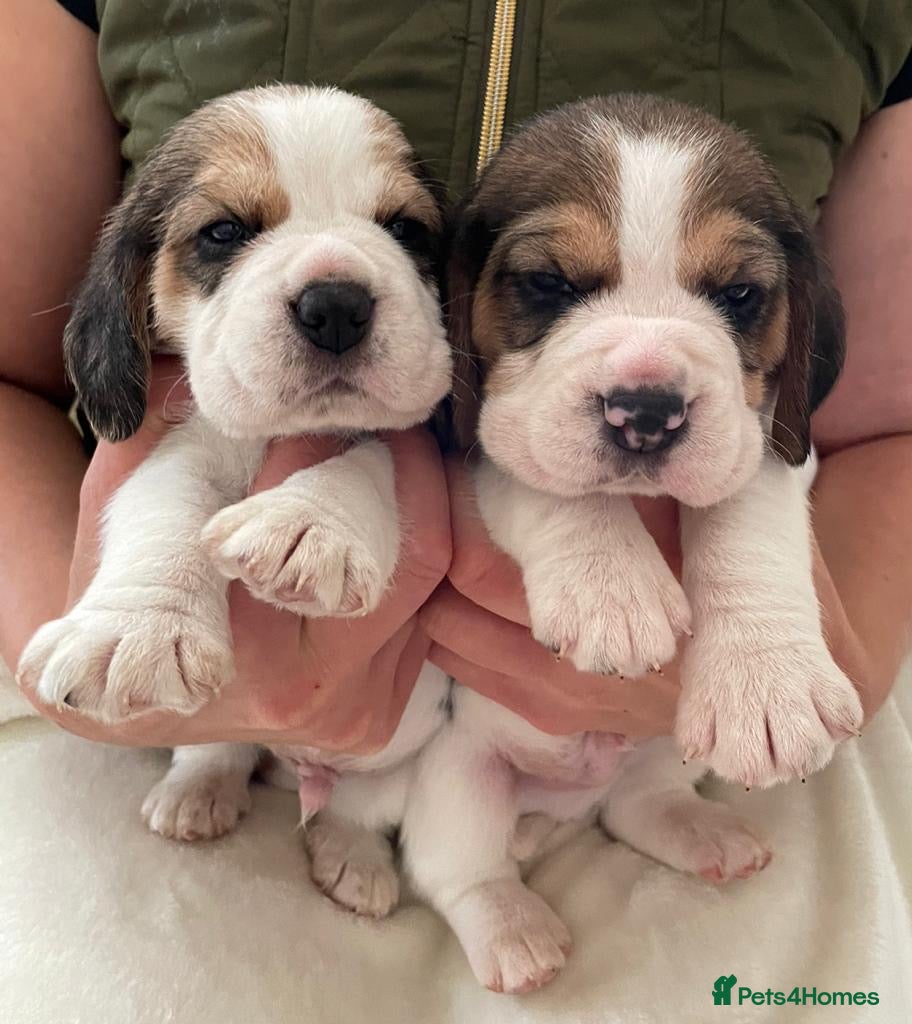 Beagle dogs Charterwood/Duffose Show win Kc registered, ,,   - Advert 5