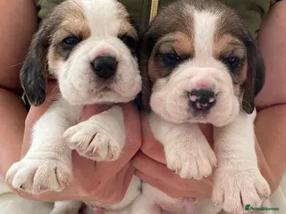 Beagle dogs Charterwood/Duffose Show win Kc registered, ,, - Advert 5