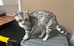 Bengal cats for sale: Beautiful Silver Bengal Girl - Image 3