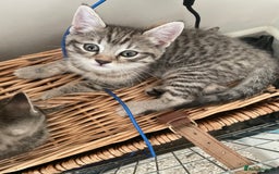 Bengal cats for sale: Cross bengal kittens  - Image 9