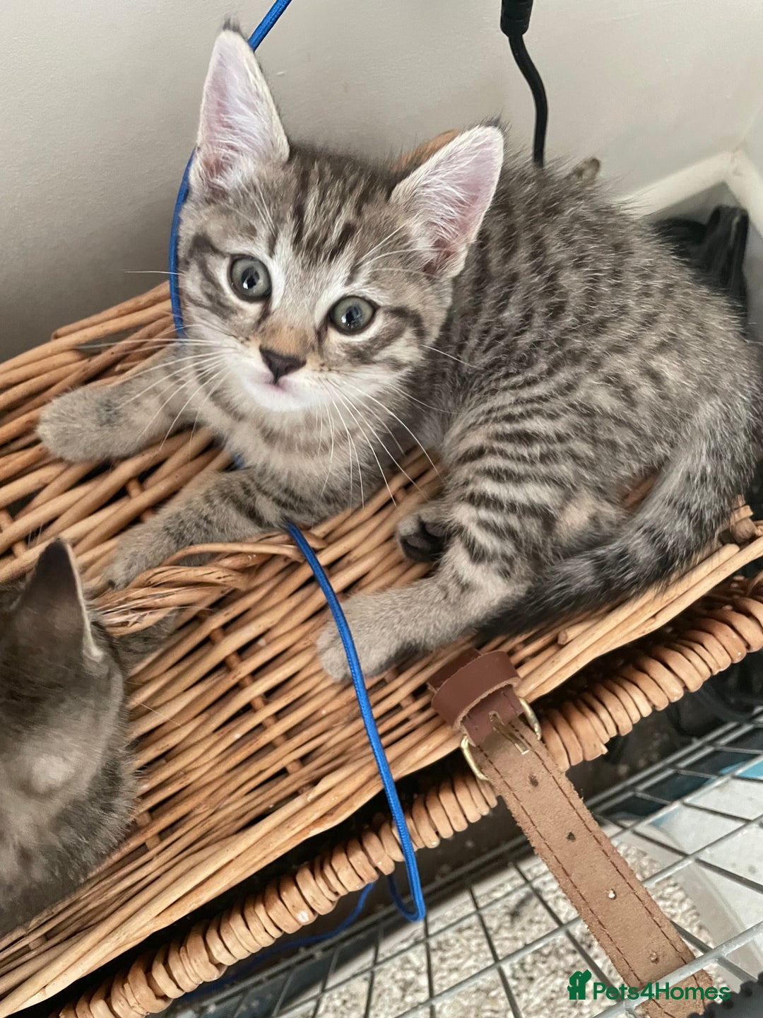 Bengal cats for sale: Cross bengal kittens  - Image 9