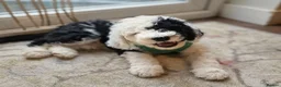 Sheepadoodle dogs for sale: Beautiful F1 Sheepadoodles  - Advert 3