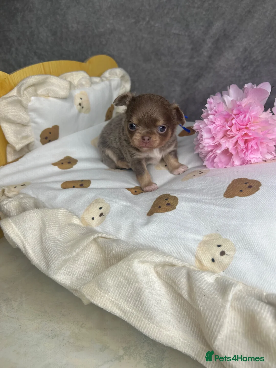 Chihuahua dogs for sale: Beautiful Lilac tri Chihuahua puppies KC  - Advert 1