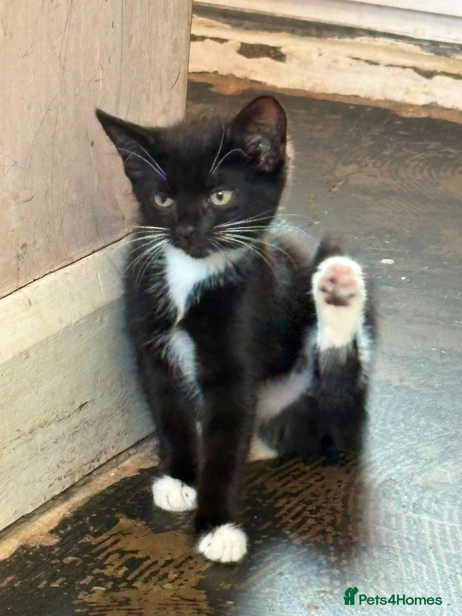 Mixed Breed cats Pls call 07843837591  don't have time to check msg - Advert 1