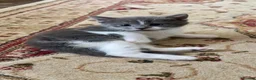 Mixed Breed cats for sale: 5 Beautiful Kittens for Sale mix of LONG - Advert 34