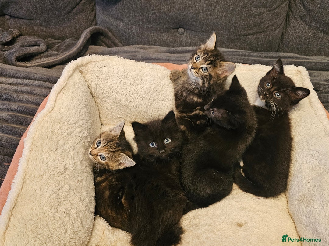 Mixed Breed cats for sale: Beautiful kittens - Advert 6