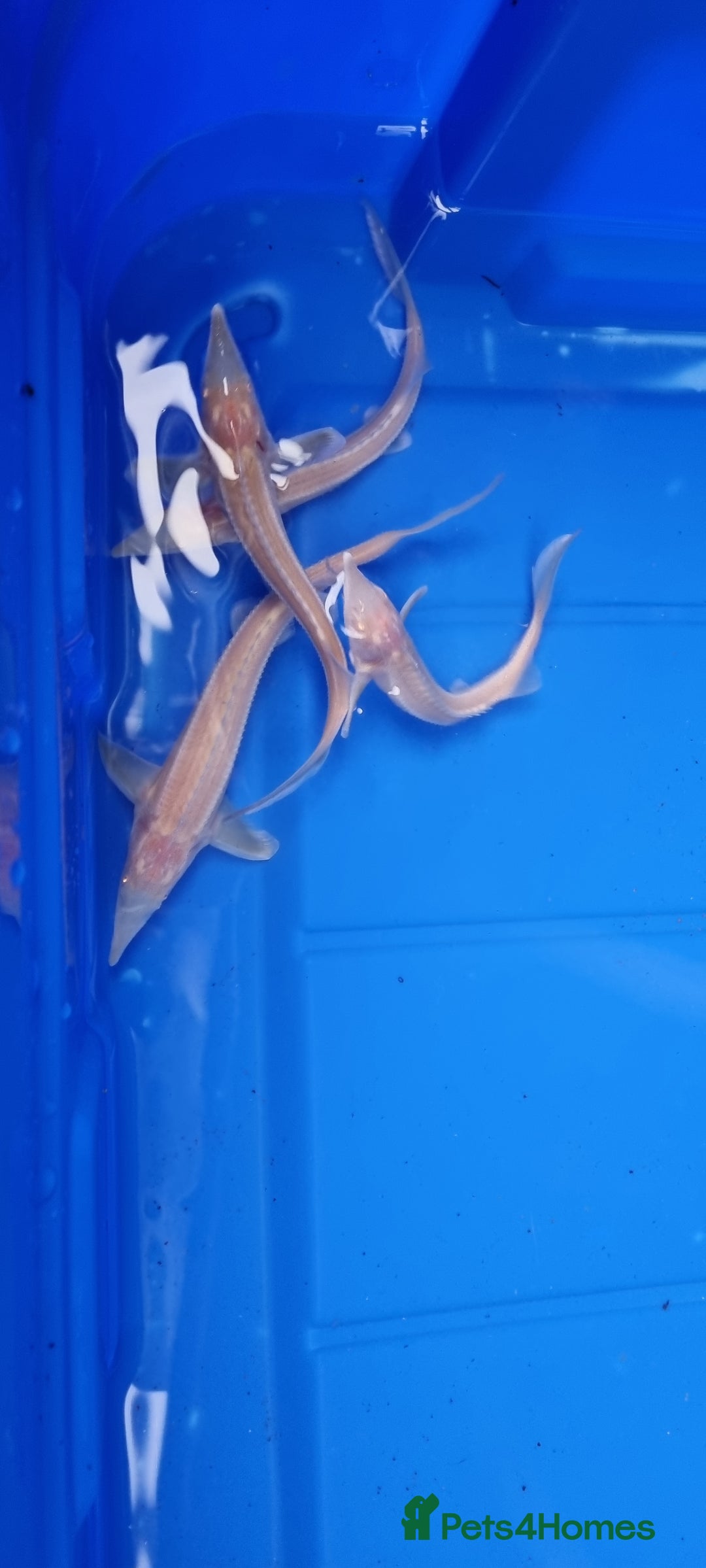 Pond Fish fish for sale: Albino & White Edge Sterlets and Diamond Sturgeon - Advert 8